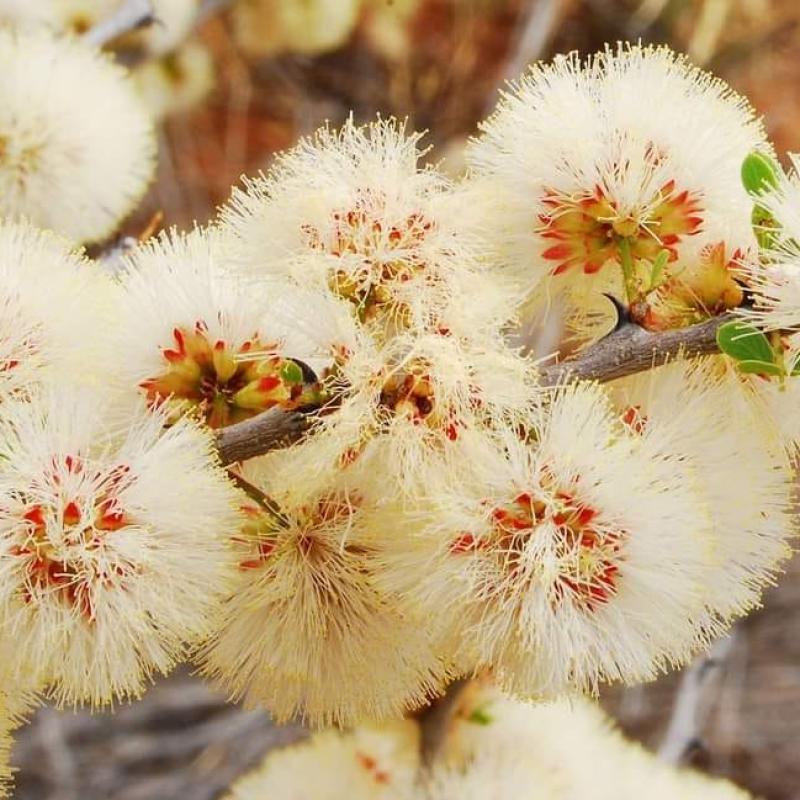 عسل الضباء اليمني: فوائده الصحية ونكهته النادرة ولونه الأبيض الفريد