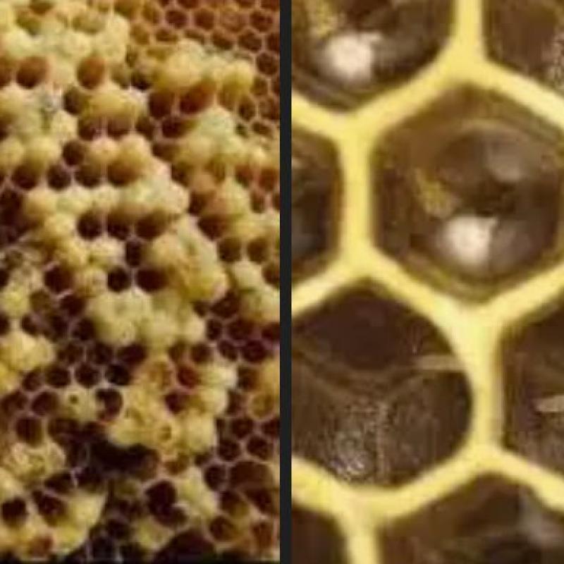 النحل الكاذب: أسبابه، أضراره، وطرق التعامل معه لحماية الخلايا