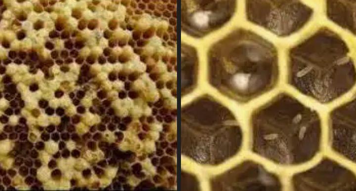 النحل الكاذب: أسبابه، أضراره، وطرق التعامل معه لحماية الخلايا