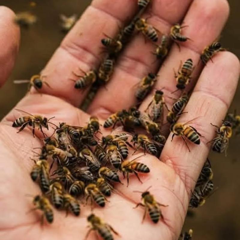 معلومات مذهلة عن العسل والنحل: أسرار لا تعرفها عن الذهب السائل