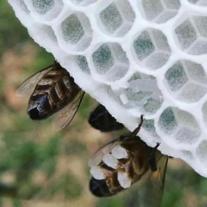 شمع العسل: كيفية إنتاجه داخل الخلية وفوائده المذهلة للصحة والجمال