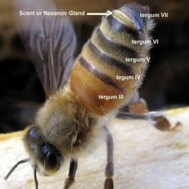 سلوك النحل اليتيم: كيف يتواصل مع الخلية عبر الاهتزازات وغدة ناسانوف؟